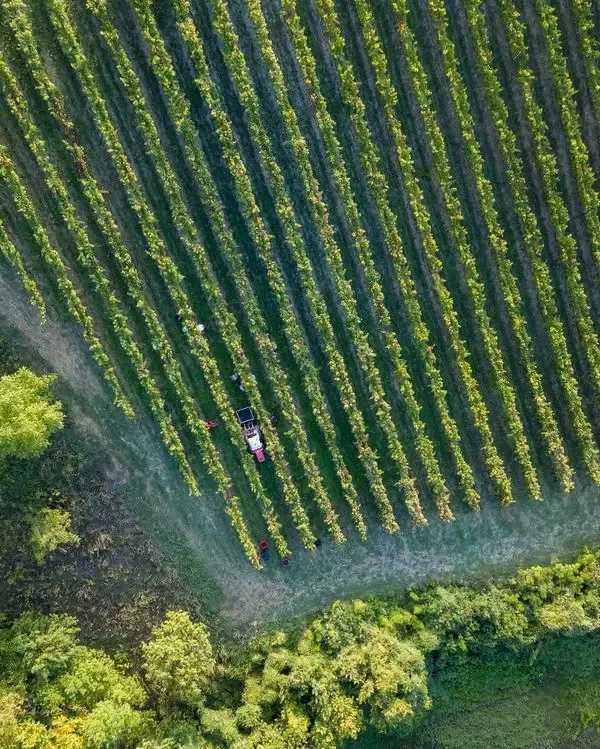 Filari di vite - Marchetto Matteo