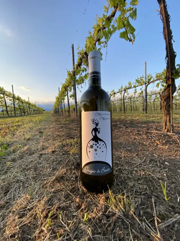 Grigio di Bosco - vino bianco Marchetto Matteo