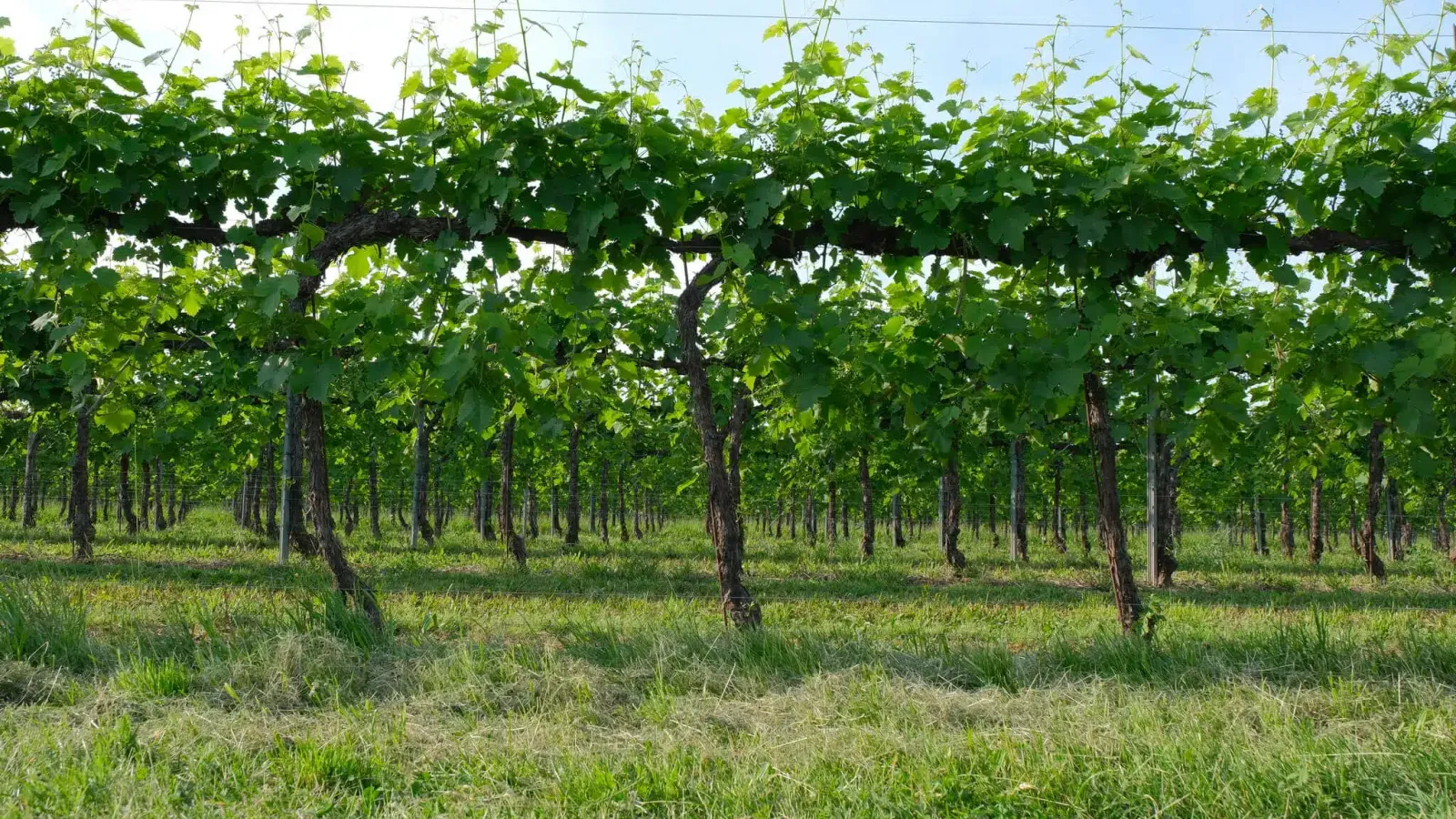 Filari di Prosecco - Marchetto Matteo